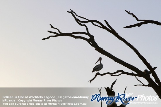 Pelican in tree at Wachtels Lagoon, Kingston-on-Murray