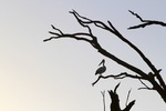 Pelican in tree at Wachtels Lagoon, Kingston-on-Murray