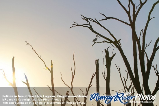 Pelican in tree at Wachtels Lagoon, Kingston-on-Murray