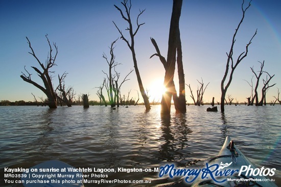 Kayaking on sunrise at Wachtels Lagoon, Kingston-on-Murray