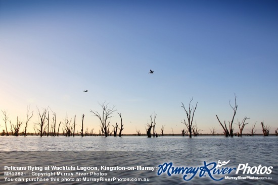 Pelicans flying at Wachtels Lagoon, Kingston-on-Murray sunrise