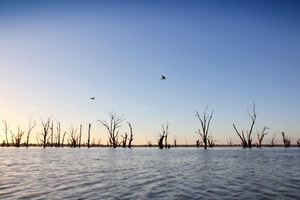 Pelicans flying at Wachtels Lagoon, Kingston-on-Murray sunrise