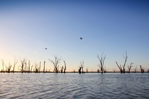 Pelicans flying at Wachtels Lagoon, Kingston-on-Murray sunrise