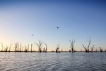 Pelicans flying at Wachtels Lagoon, Kingston-on-Murray sunrise