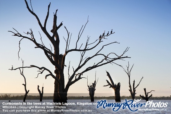 Cormorants in the trees at Wachtels Lagoon, Kingston-on-Murray