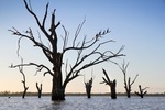 Cormorants in the trees at Wachtels Lagoon, Kingston-on-Murray