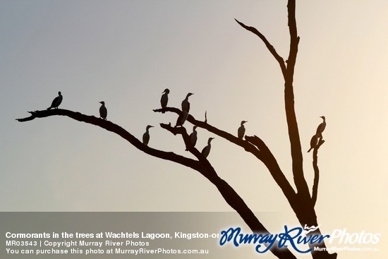 Cormorants in the trees at Wachtels Lagoon, Kingston-on-Murray