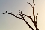 Cormorants in the trees at Wachtels Lagoon, Kingston-on-Murray