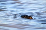 Carp on the surfact of the water Wachtels Lagoon, Kingston-on-Murray