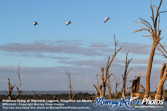 Pelicans flying at Wachtels Lagoon, Kingston-on-Murray