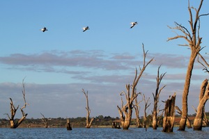 Pelicans flying at Wachtels Lagoon, Kingston-on-Murray