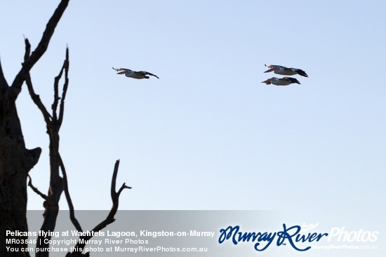 Pelicans flying at Wachtels Lagoon, Kingston-on-Murray