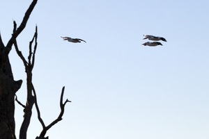 Pelicans flying at Wachtels Lagoon, Kingston-on-Murray