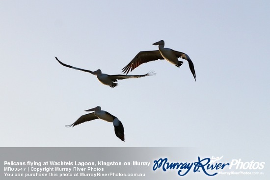 Pelicans flying at Wachtels Lagoon, Kingston-on-Murray