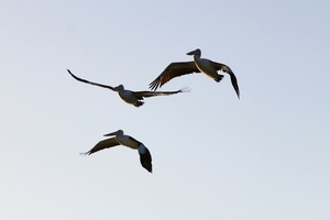 Pelicans flying at Wachtels Lagoon, Kingston-on-Murray