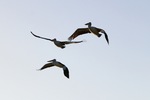 Pelicans flying at Wachtels Lagoon, Kingston-on-Murray