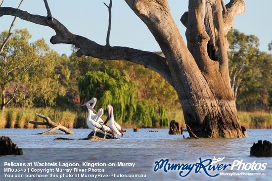 Pelicans at Wachtels Lagoon, Kingston-on-Murray