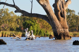 Pelicans at Wachtels Lagoon, Kingston-on-Murray