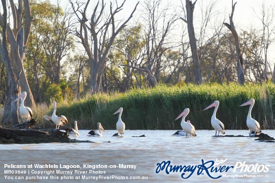 Pelicans at Wachtels Lagoon, Kingston-on-Murray