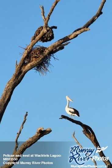 Pelican and nest at Wachtels Lagoon, Kingston-on-Murray
