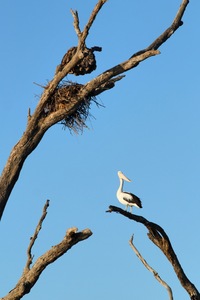 Pelican and nest at Wachtels Lagoon, Kingston-on-Murray