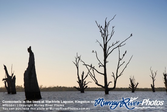 Cormorants in the trees at Wachtels Lagoon, Kingston-on-Murray