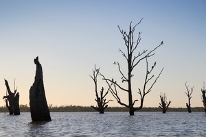 Cormorants in the trees at Wachtels Lagoon, Kingston-on-Murray