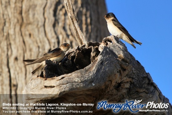 Birds nesting at Wachtels Lagoon, Kingston-on-Murray