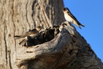 Birds nesting at Wachtels Lagoon, Kingston-on-Murray