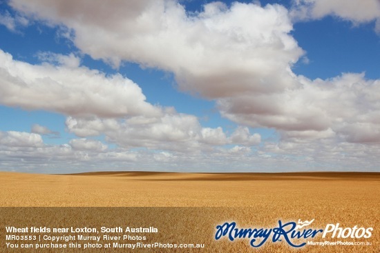 Wheat fields near Loxton, South Australia