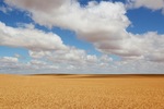 Wheat fields near Loxton, South Australia