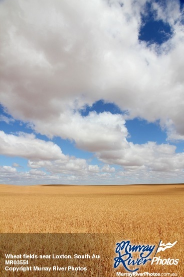 Wheat fields near Loxton, South Australia