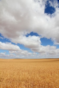 Wheat fields near Loxton, South Australia