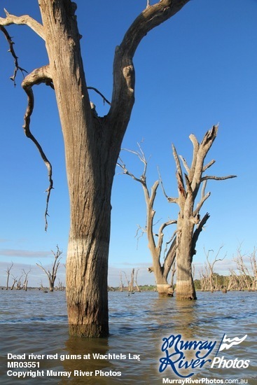 Dead river red gums at Wachtels Lagoon, Kingston-on-Murray