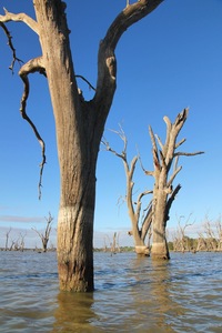 Dead river red gums at Wachtels Lagoon, Kingston-on-Murray