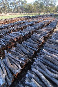 Willow wood piles for Mildura Paddlesteamers