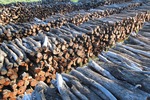 Willow wood piles for Mildura Paddlesteamers