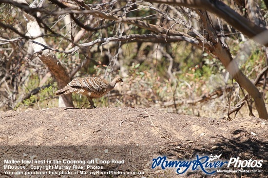 Mallee fowl nest in the Coorong off Loop Road