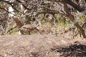 Mallee Fowl nesting