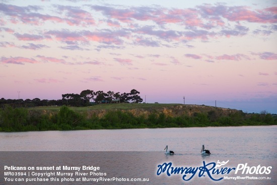 Pelicans on sunset at Murray Bridge