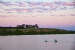 Pelicans on sunset at Murray Bridge