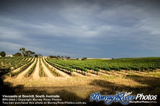 Vineyards at Bowhill, South Australia