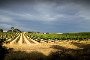 Vineyards at Bowhill, South Australia