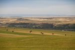 Hay bales near Mannum, South Australia