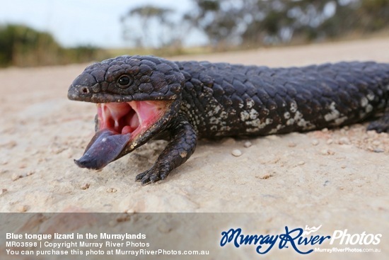 Blue tongue lizard in the Murraylands