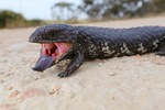 Blue tongue lizard in the Murraylands