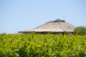 Old Sunraysia home amongst the vines in Irymple