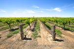 Irymple vineyards