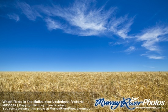 Wheat fields in the Mallee near Underbool, Victoria