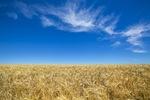 Wheat fields in the Mallee near Underbool, Victoria